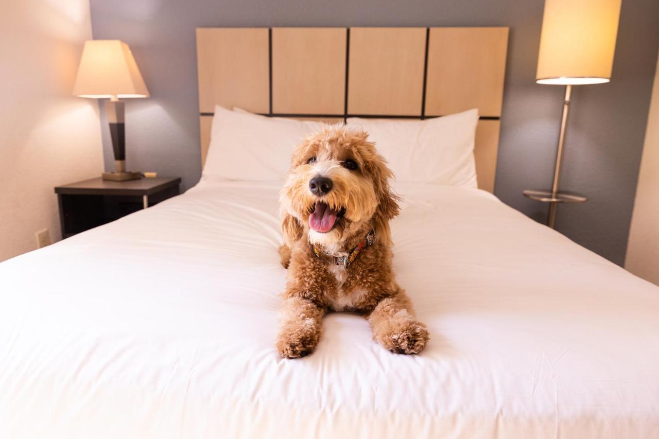 Sonesta Simply Suites St Louis Earth City Exteriér fotografie